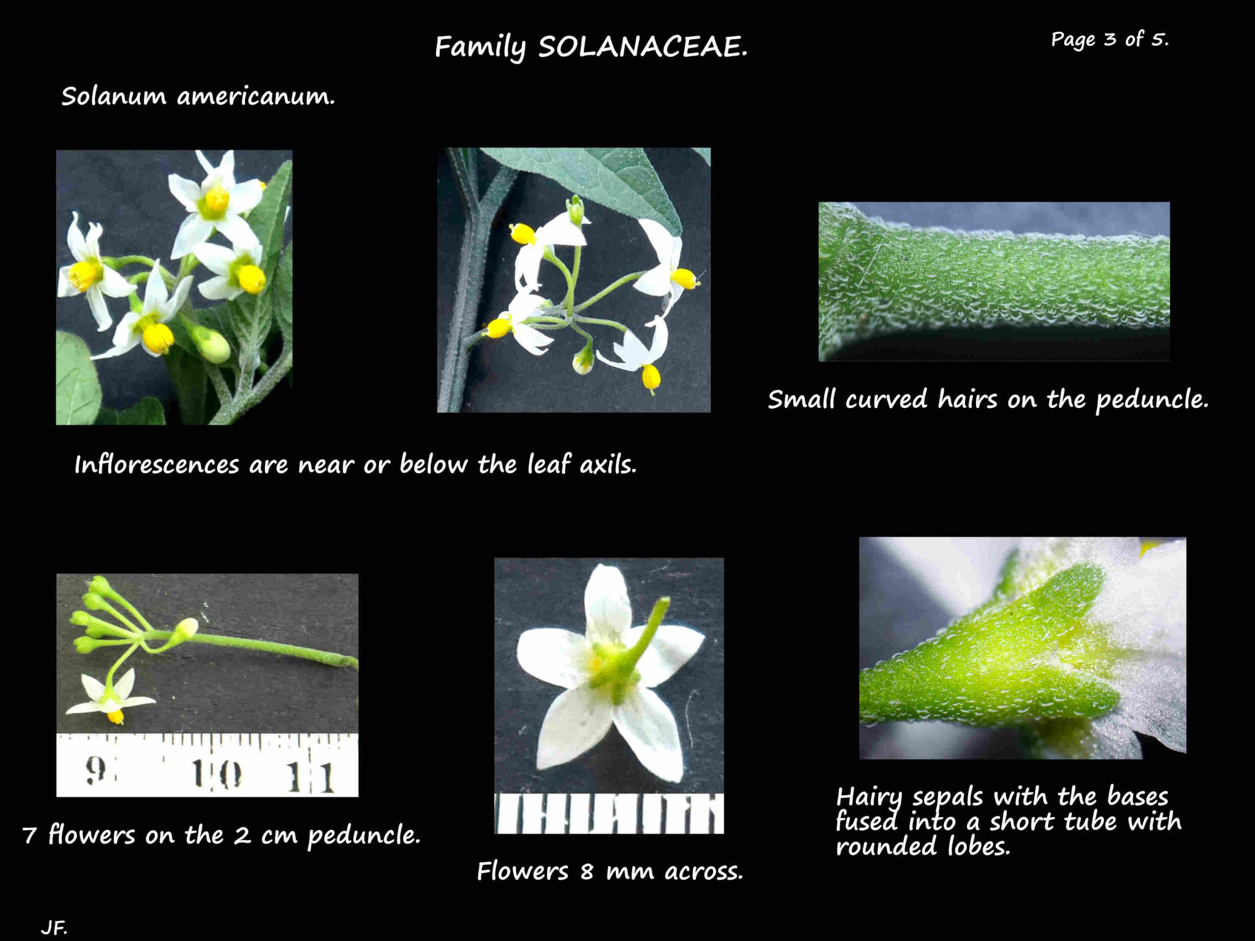 3 Flowers of Solanum americanum